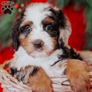 Walter, Mini Bernedoodle Puppy